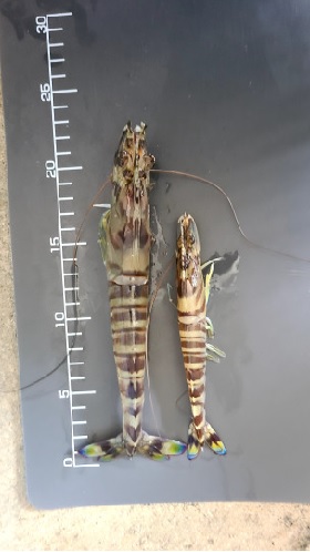 身長測定の様子