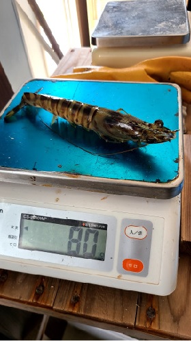 体重測定の様子